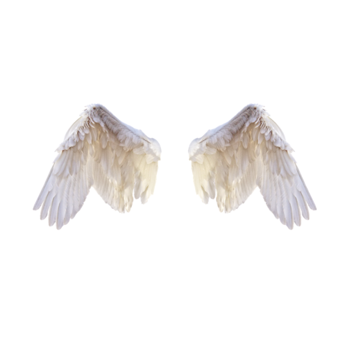 image de Oiseau Blanc